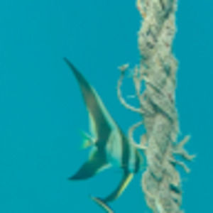 Meet your Posher, Sienna